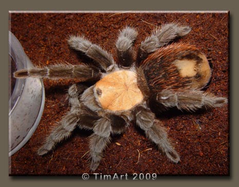 Brachypelma albiceps -- W465xH365 -- 43.4kb