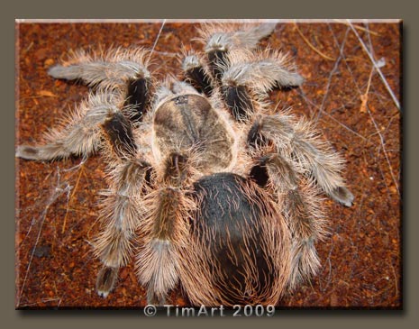 Brachypelma albopilosum -- W465xH365 -- 51.5kb