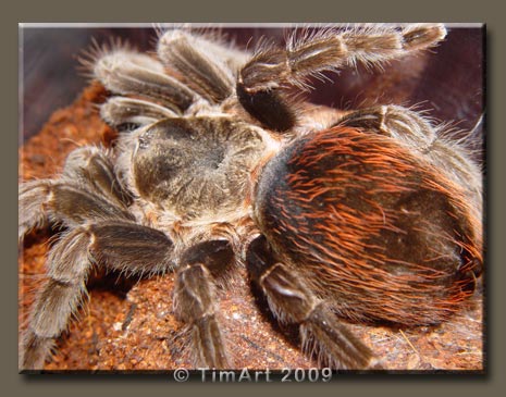 Brachypelma angustum -- W465xH365 -- 47.7kb