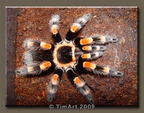 Brachypelma annitha -- W465xH365 -- 52.2kb