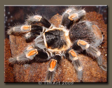 Brachypelma auratum -- W465xH365 -- 48.3kb