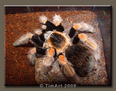 Brachypelma baumgarteni -- W465xH365 -- 45.2kb