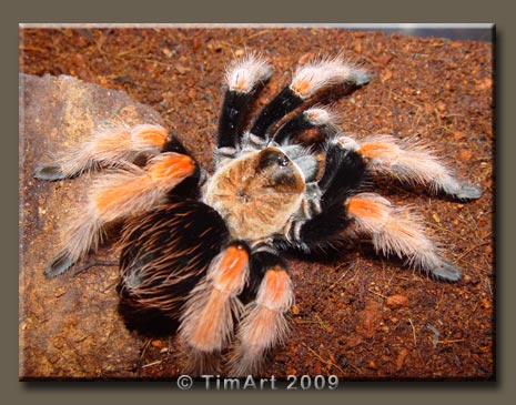 Brachypelma boehmei -- W465xH365 -- 50.5kb