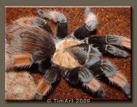 Brachypelma emilia -- W465xH365 -- 44.9kb
