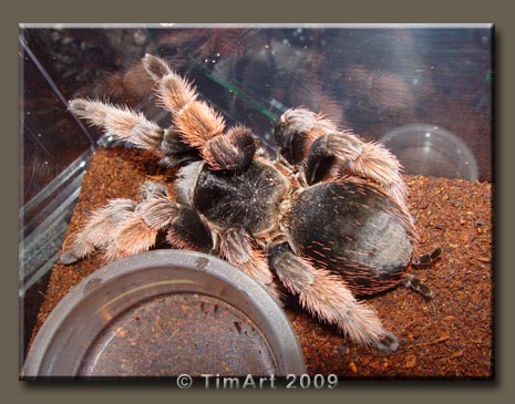 Brachypelma klaasi -- W465xH365 -- 44.4kb
