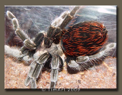 Brachypelma sabulosum -- W465xH365 -- 47.7kb
