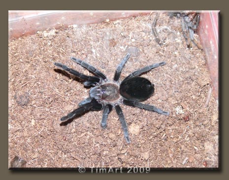 Brachypelma schroederi -- W465xH365 -- 51.3kb