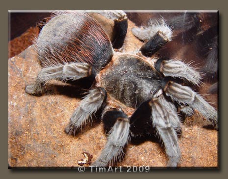 Brachypelma vagalbopilosum -- W465xH365 -- 44.6kb