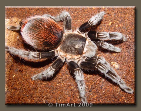 Brachypelma vagans -- W465xH365 -- 55.2kb