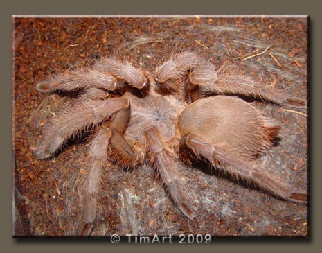 Chilobrachys huahini -- W465xH365 -- 47.2kb