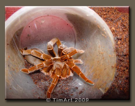 Citharischius crawshayi -- W465xH365 -- 34.9kb