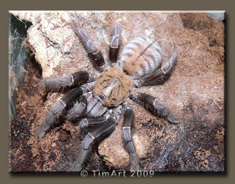 Cyriopagopus schioedtei -- W465xH365 -- 52.8kb
