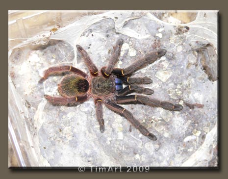 Ephebopus cyanognathus -- W465xH365 -- 38.3kb