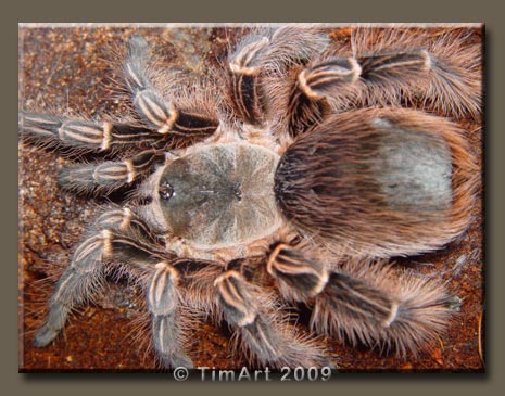 Eupalaestrus campestratus -- W465xH365 -- 50.1kb