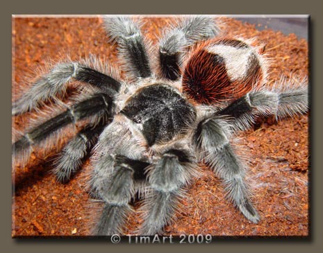 Grammostola actaeon -- W465xH365 -- 51.4kb
