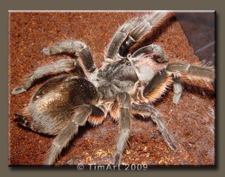 Grammostola alticeps -- W465xH365 -- 50.6kb