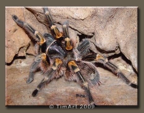 Grammostola aureostriata -- W465xH365 -- 42.5kb