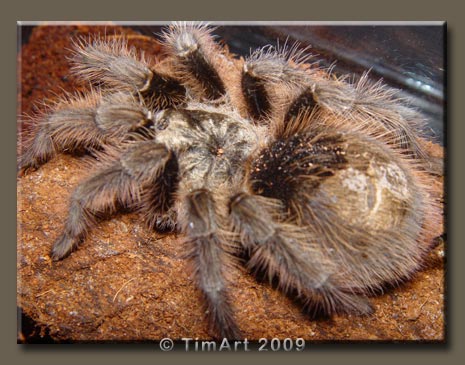 Grammostola grossa -- W465xH365 -- 47.2kb