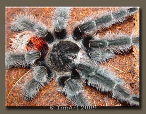 Grammostola iheringi -- W465xH365 -- 53.4kb
