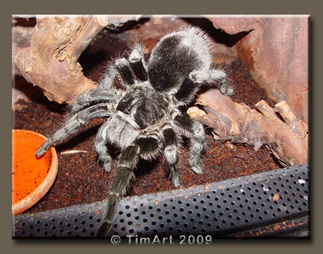 Grammostola pulchra -- W465xH365 -- 47.9kb