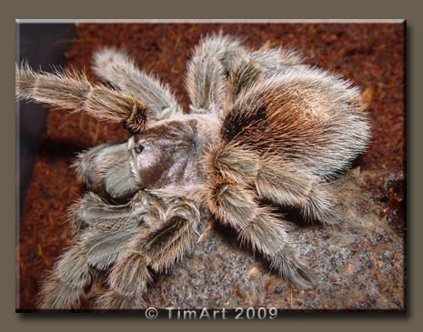 Grammostola rosea -- W465xH365 -- 46.3kb