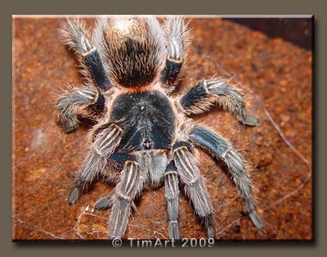 Homoeomma sp. blue Peru -- W465xH365 -- 45.7kb