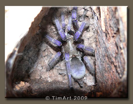 Lampropelma violaceopes -- W465xH365 -- 39.6kb