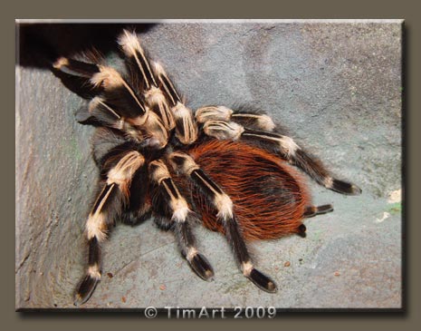 Lasiodora cristata -- W465xH365 -- 41.4kb