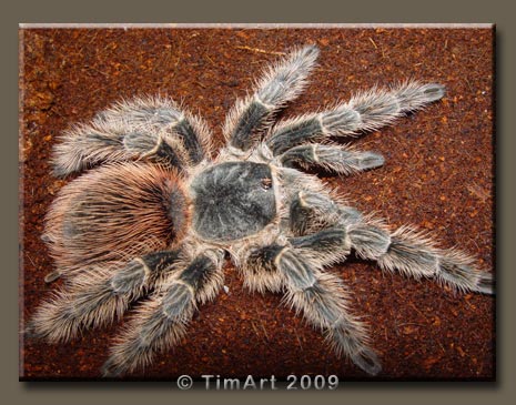 Lasiodora difficilis -- W465xH365 -- 52.9kb