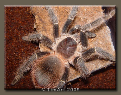 Lasiodora klugi -- W465xH365 -- 44.8kb