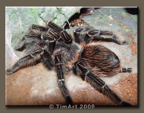 Lasiodora parahybana -- W465xH365 -- 45.4kb