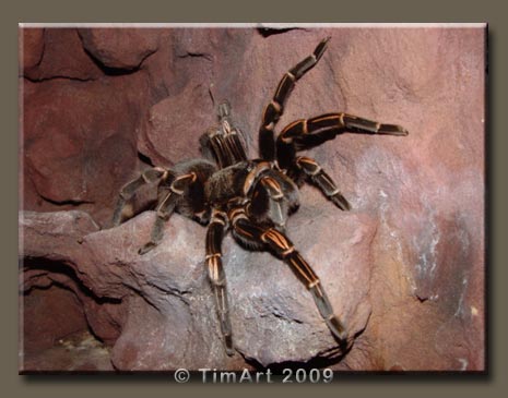 Lasiodorides striatus -- W465xH365 -- 33.4kb