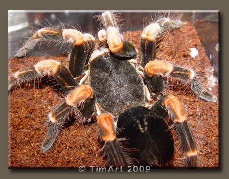 Megaphobema mesomelas -- W465xH365 -- 49.9kb