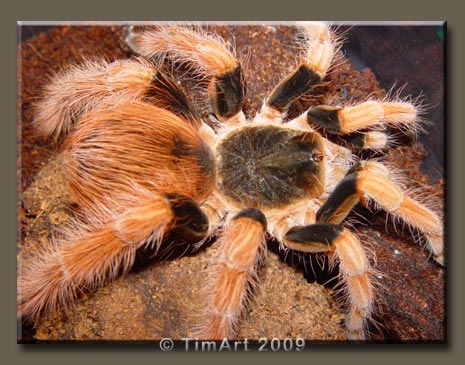 Megaphobema robustum -- W465xH365 -- 49.5kb