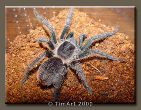 Phormictopus atrichomatus -- W465xH365 -- 47.5kb