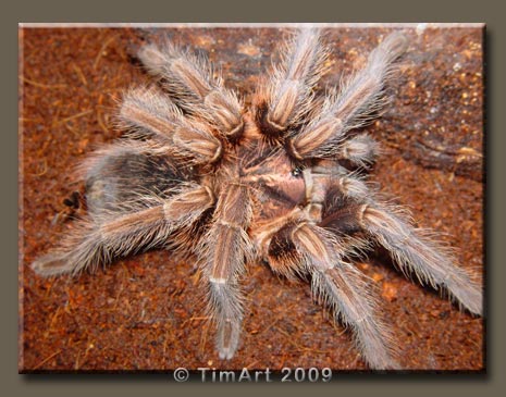 Phormictopus cancerides -- W465xH365 -- 48.0kb