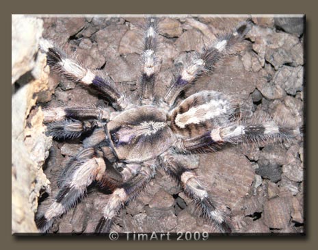 Poecilotheria miranda -- W465xH365 -- 45.8kb