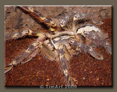 Poecilotheria ornata -- W465xH365 -- 52.4kb