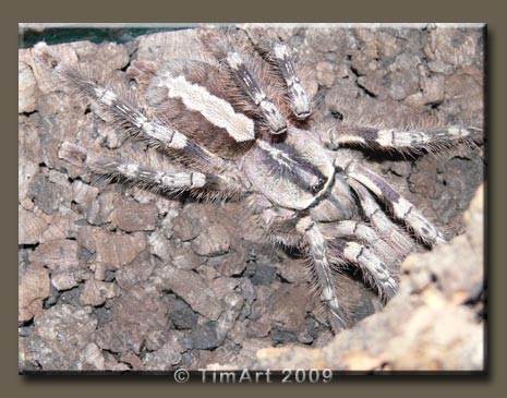 Poecilotheria pederseni -- W465xH365 -- 46.6kb