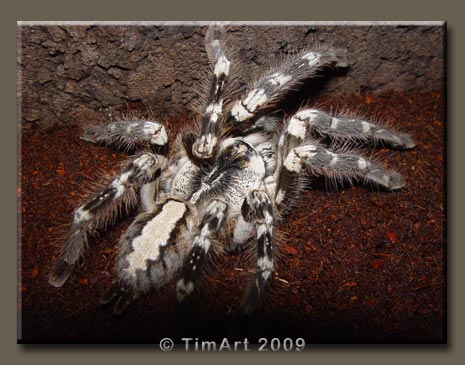 Poecilotheria regalis -- W465xH365 -- 42.6kb