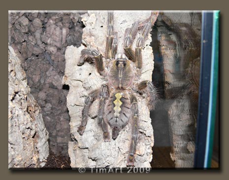 Poecilotheria rufilata -- W465xH365 -- 42.4kb