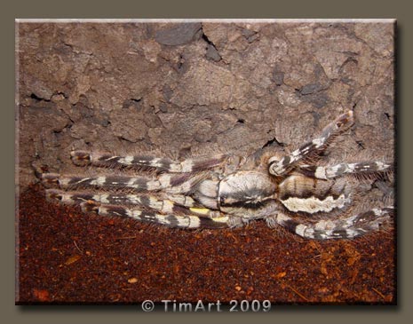 Poecilotheria striata -- W465xH365 -- 46.2kb