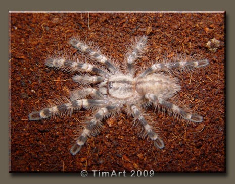 Poecilotheria tigrinawesseli -- W465xH365 -- 52.0kb