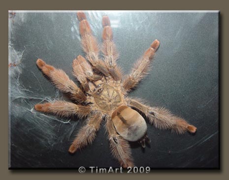 Psalmopoeus pulcher -- W465xH365 -- 31.3kb