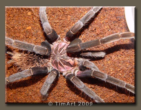 Xenesthis immanis -- W465xH365 -- 54.0kb